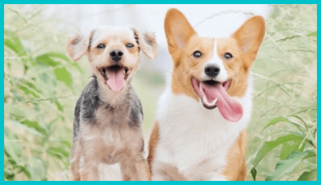 二匹の犬の写真